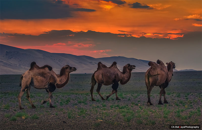 camel riding gobi tour 
